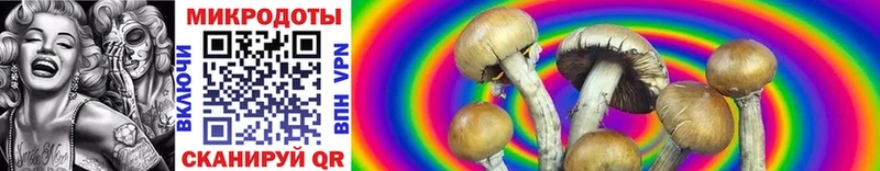 хочу наркоту  Бор  Галлюциногенные грибы Psilocybe 